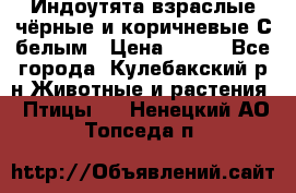 Индоутята взраслые чёрные и коричневые С белым › Цена ­ 450 - Все города, Кулебакский р-н Животные и растения » Птицы   . Ненецкий АО,Топседа п.